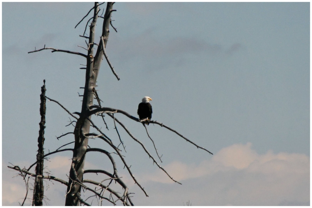 04 - Yellowstone NP (44) - Aigle à tete Blanche.jpg